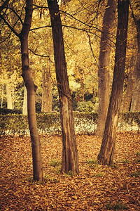 秋天公园的树图片