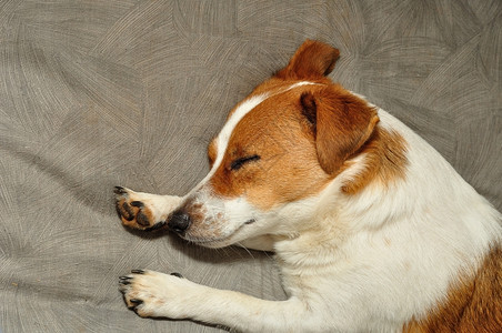 一种只JackRussell小狗睡在灰色的垫子上仔纯种睡觉高清图片素材