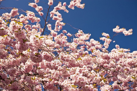 春日的粉红樱花粉色的高清图片素材