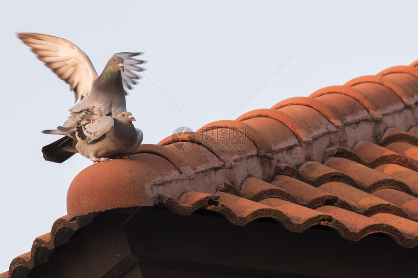 住宅国内的伴侣在家屋顶上与鸽鸟交配图片