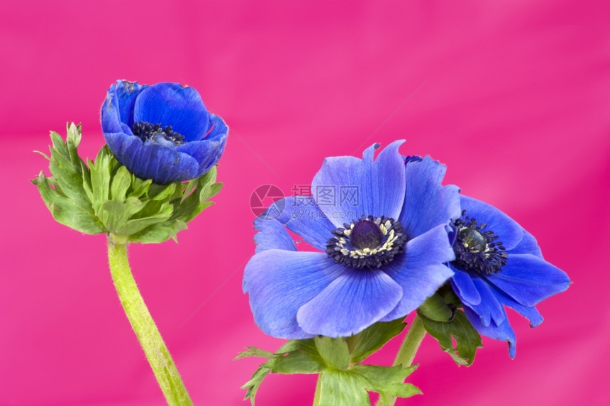 蓝色的三朵小花图片