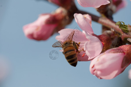蜜蜂在桃花上收集蜜在桃上收集天然本底蜜蜂自美丽的墙纸图片