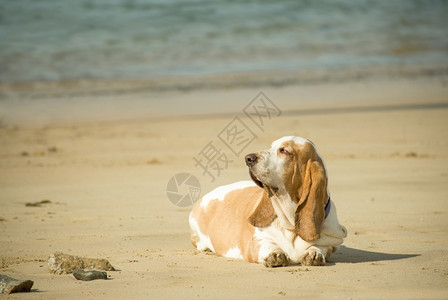 沙滩上休息的大二狗图片