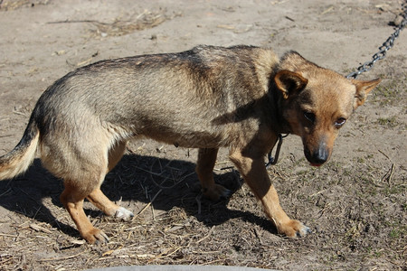 守护警卫戴项圈的灰色乡村狗在吃项圈的灰色乡村小狗宠物图片