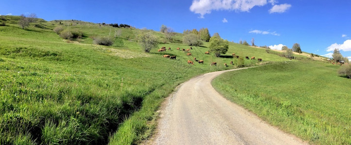 农场景观在高山带奶牛穿越牧场的农村公路上看到全天观乡村的图片