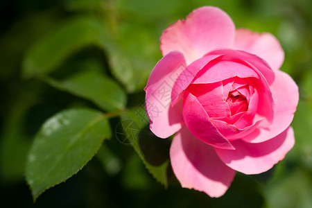 蔷薇荒野美丽的玫瑰绿色图片