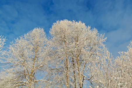 花寒冷的冬季风景雪地覆盖的树木冷冻图片