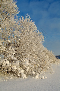 冬季风景雪地覆盖的树木花堆白色的图片