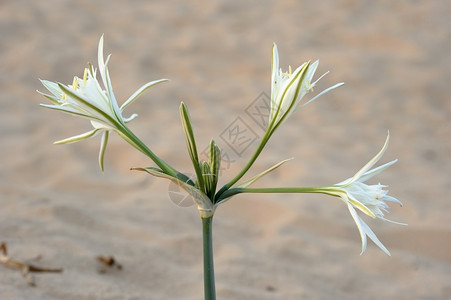 沙滩上的大白花背景图片