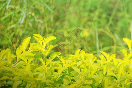 颜色生态环境绿叶子自然背景的质图片
