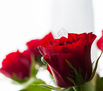 礼物白色背景上的红玫瑰花蕾特写白色背景上的玫瑰特写白色模糊图片