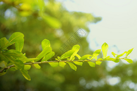 森林里嫩绿色的树芽背景图片