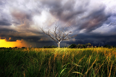 地平线树上有暴风云在露天干枯空闪烁暴风雨云景图片