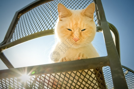 花园椅子上的大脸猫图片