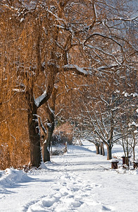 树木天堂在冬季的漫天背景图片