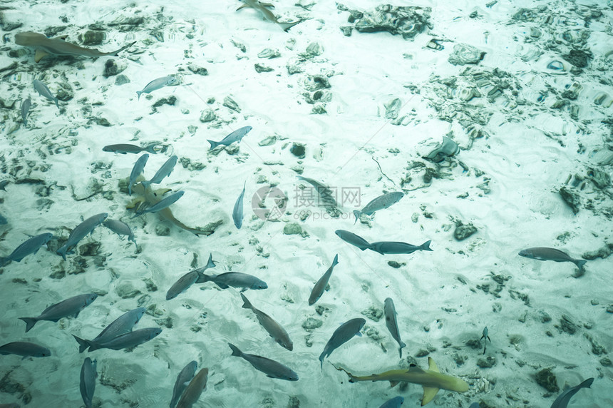 浮潜马尔代夫海中游泳的鱼鲨深图片