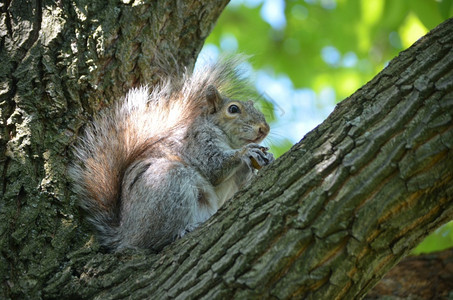 饥饿的松鼠科一种可爱的松鼠坐在树上弯曲图片