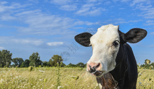 农业牛口罩和复制空间的肖像蓝天和田野动物背景上的牛肖像口帽农场草地图片