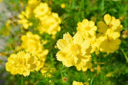 黄色的小花背景图片