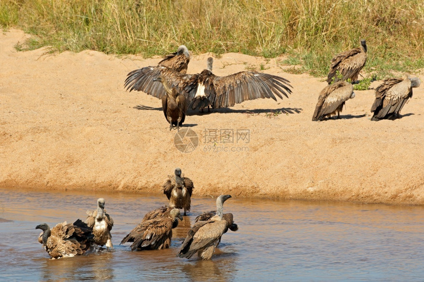 苹果浏览器白支持的秃鹫GypsAfricanus在太阳下洗澡和烘烤南非克鲁格公园鸟类的图片