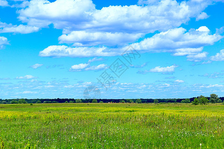 美丽的新鲜夏草原和蓝天空有白云草地和蓝天空为青云绿生长图片