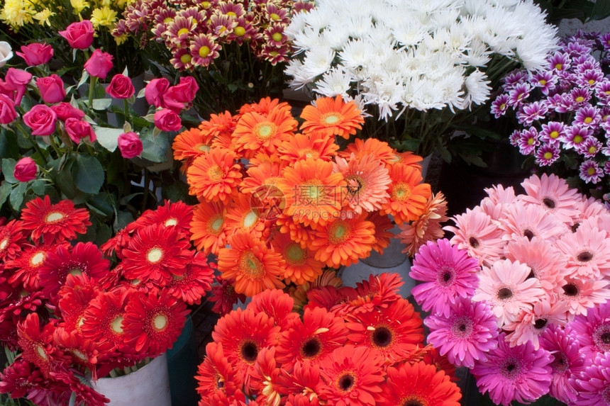 摊位市场花店里展示的卉朵种类繁多彩色鲜花红的图片