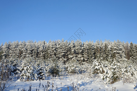 俄罗斯蓝色天空背景上覆盖着无花果冻的雪松红木丛树仙境寒冷的图片