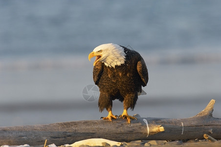 猛禽日志阿拉斯加秃鹰呼叫海滩生物图片