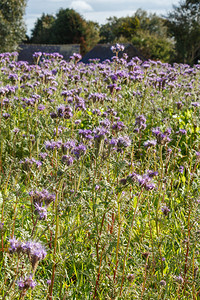 生态秋天在布列塔尼Brittany的蜜花农业紫色图片