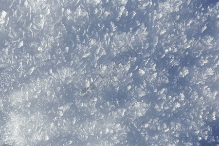 明亮的鲜雪背景底冻结自然图片