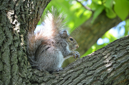 吃零食动物疯了神奇的松鼠坐在树上和坚果坐在一起图片