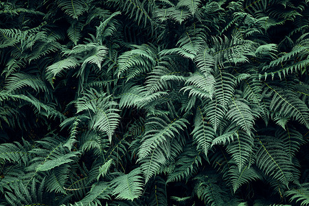 植物墙纸蕨叶背景深绿色蕨叶特写背景生长在森林中的深绿色蕨叶特写春天图片