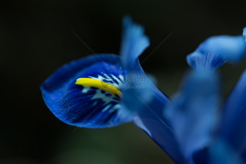 紫色虹膜花园春天蓝碧丽花和深色背景春天蓝红玫瑰花在暗色背景图片