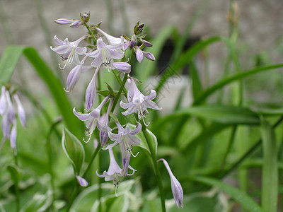 车前草多年生Lily或HostaPlantaginea的花香背景图片