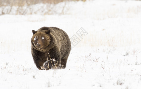 肉食动物公园盛大熊灰39在深雪中爪子大稍高一点深的高清图片素材