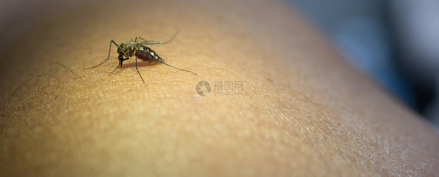 黄色的吸吮关闭人手血的蚊子自然图片