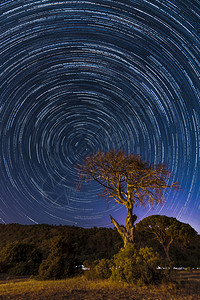 在西拉里和一棵树的海岸上有黑夜和星宿旅行晚天空图片