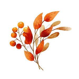 秋天的植物水彩风格图片