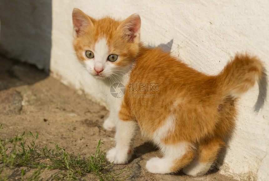 蹲在墙角可爱的橘猫图片