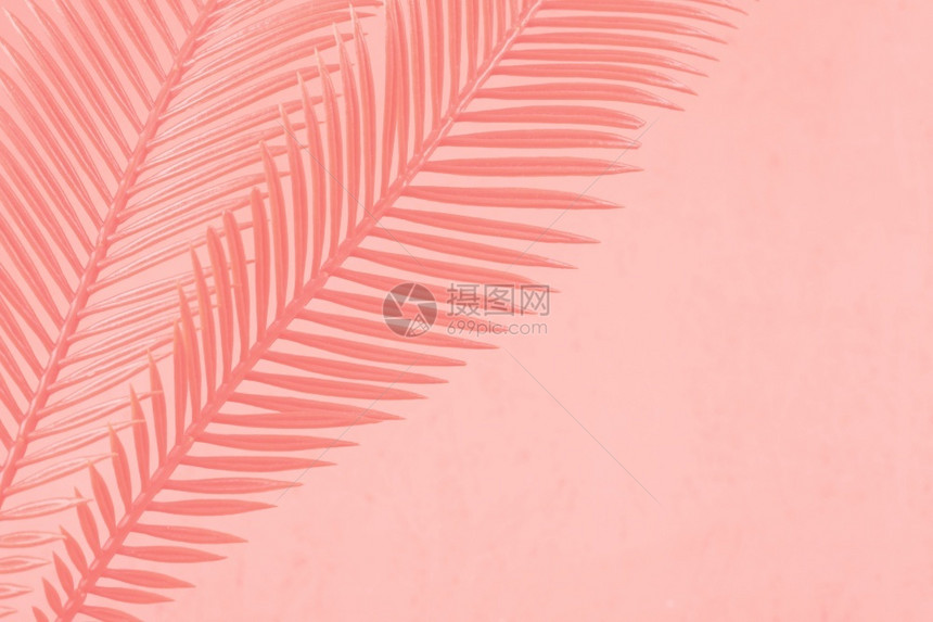在珊瑚背景下画两片棕榈叶美丽的照片在珊瑚背景上画两片棕榈树叶生态人造的结构体图片