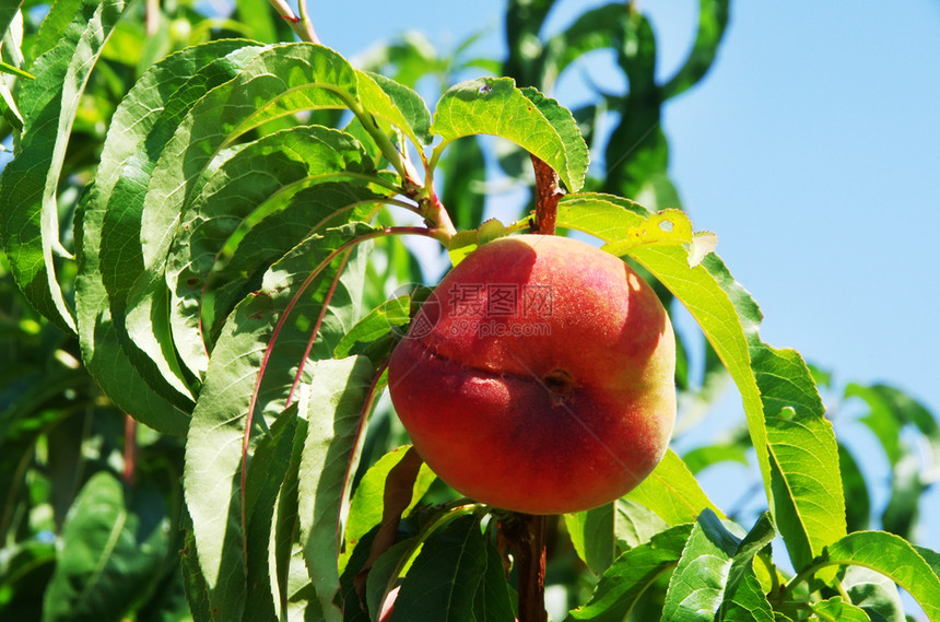 成熟粉色的有机绿树枝上桃子水果图片