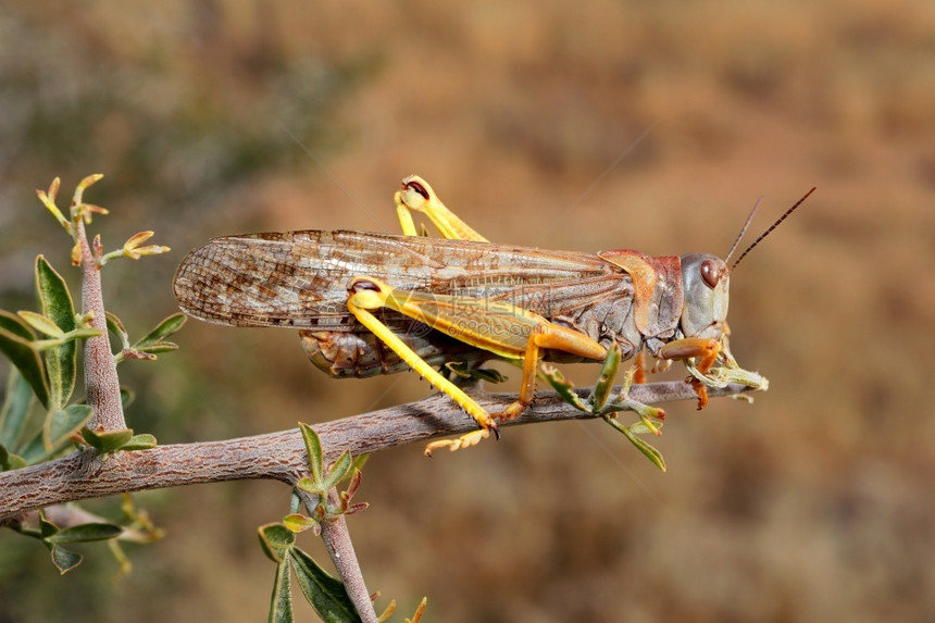 户外刺槐棕色蝗虫Locustanapedalina坐在一个分支上南非一种图片