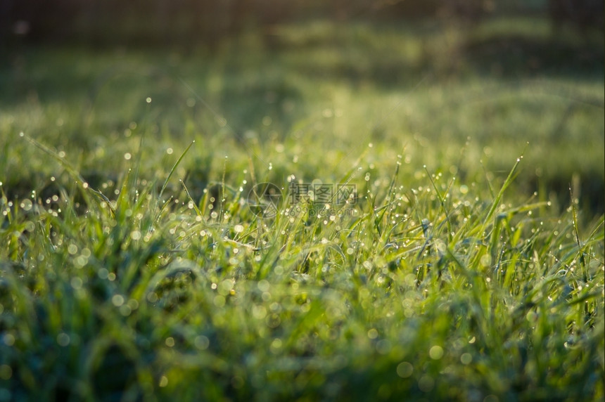 滴奥夫钦尼科清晨绿草上露出微小的水降低图片
