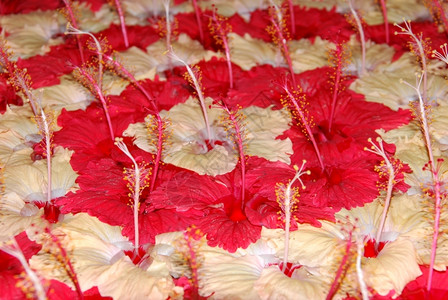 盛开的秋季菊花图片