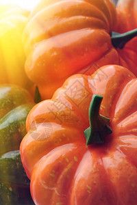 秋天橙色和绿南瓜组近照阳光效应季节背景橙色和绿南瓜组放落下图片