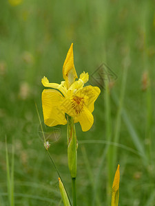 绿沼泽背景下的大黄花Irispseudacorus自然英石植物图片