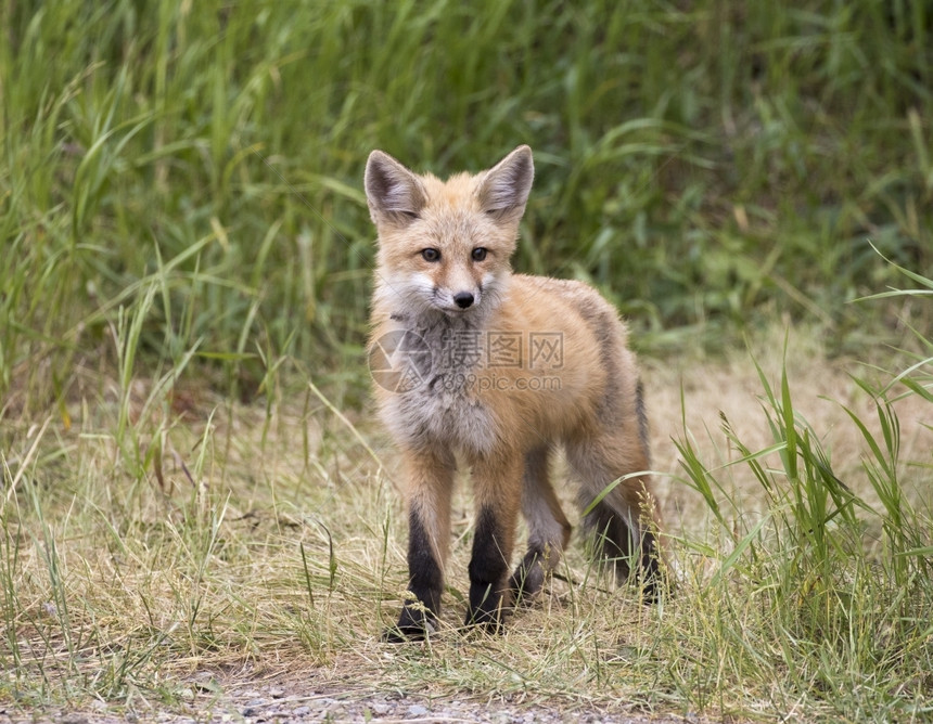 草地里的小狐狸等着妈回来待盛大谷
