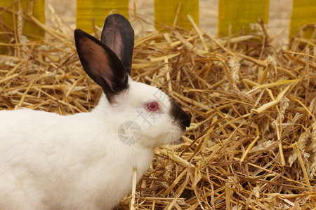 稻草上的兔子图片