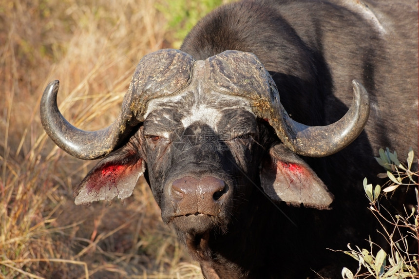 一种危险的草食动物南非SyncerusCaffer非洲牛或水角的肖像图片