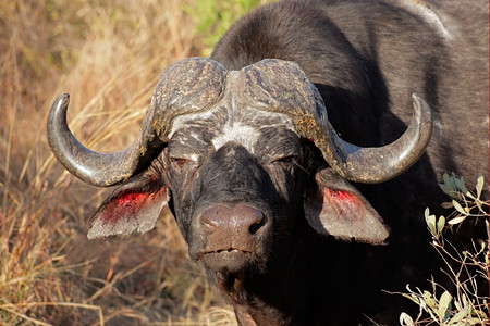 一种危险的草食动物南非SyncerusCaffer非洲牛或水角的肖像图片